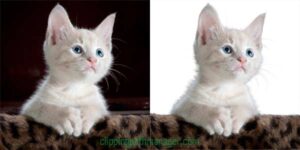 www.clippingpathmanager.com